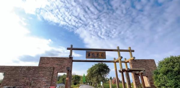苍南五凤茶园