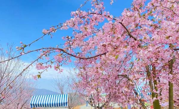 瑞安市桐浦凤凰樱花谷