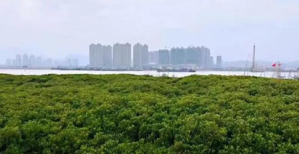 红树林湿地公园