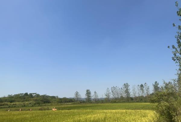 鄱阳湖口国家森林公园