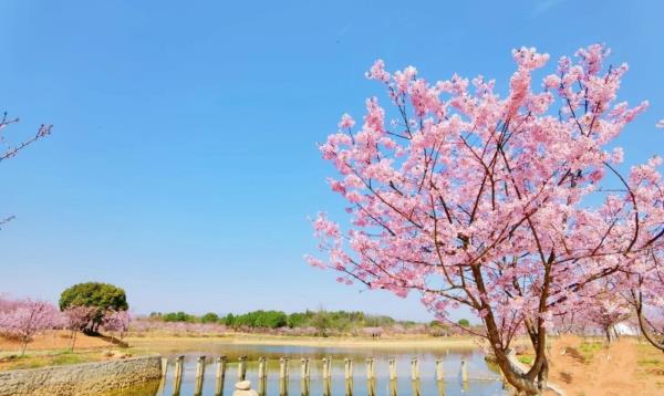 浙江兰溪诸葛草堂樱花园