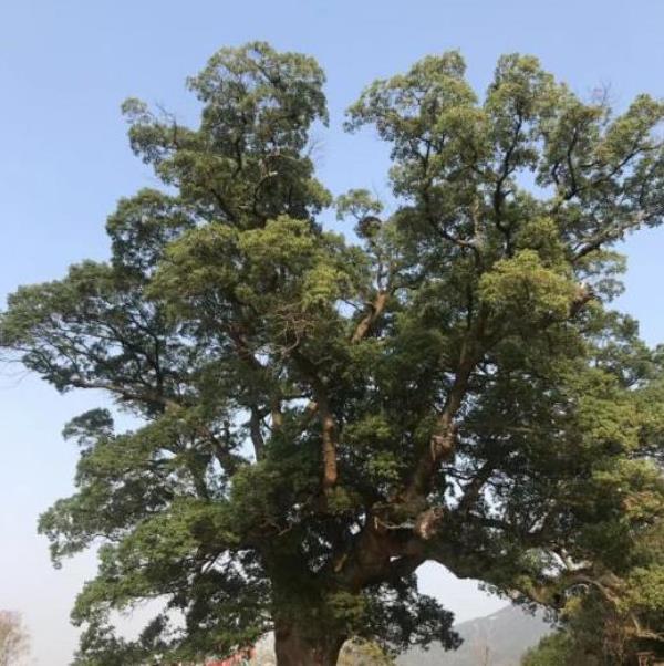 千年古樟树