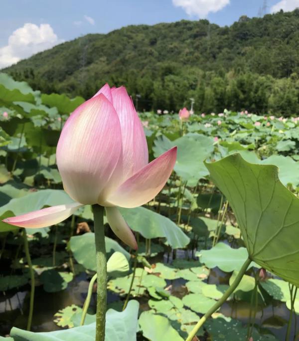 下源口荷花基地