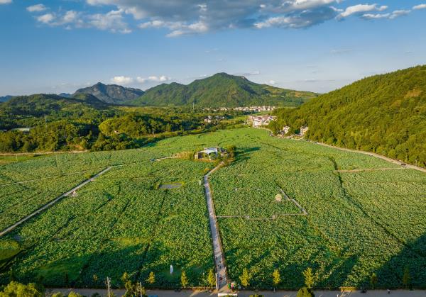 天池荷花风景区