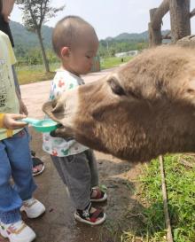 灵峰山森仙动物农场10