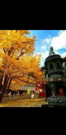 帝王树6