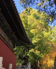 帝王树5
