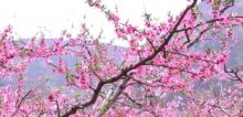 桃花海10