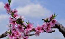 桃花海5