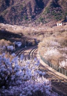 桃花海1