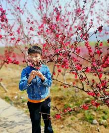 桃花海12