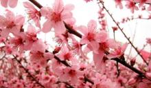 桃花海6