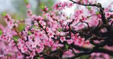 桃花海4