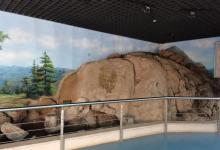 百里山水画廊―硅化木8