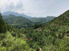 百里山水画廊―硅化木2