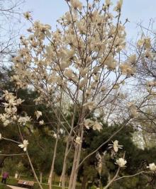 黄村公园4