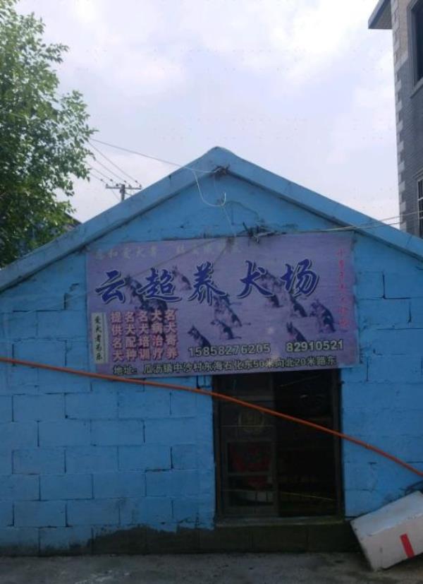 云超养犬场