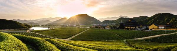 平水日铸茶生产基地