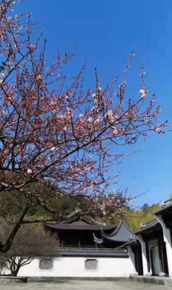 金庭观