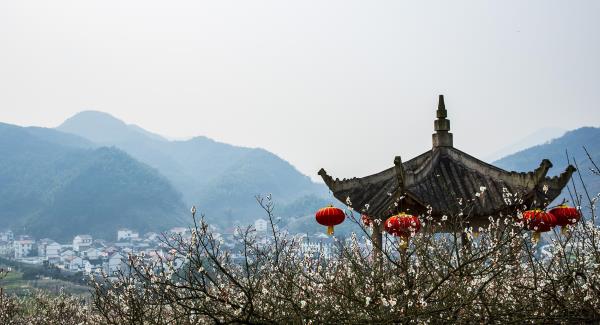 王坛镇东村香雪梅海