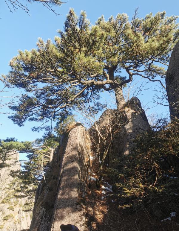 送客松