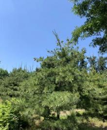 中关村森林公园13