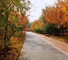 中关村森林公园8