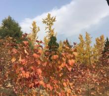 中关村森林公园9