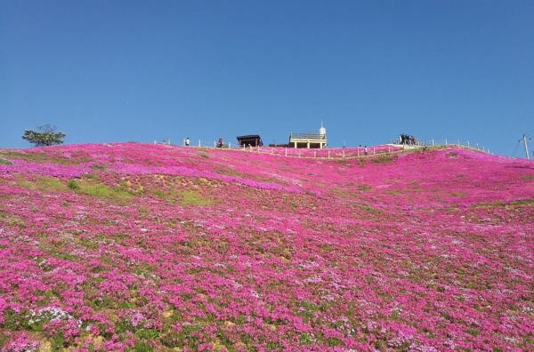 横腊村花海