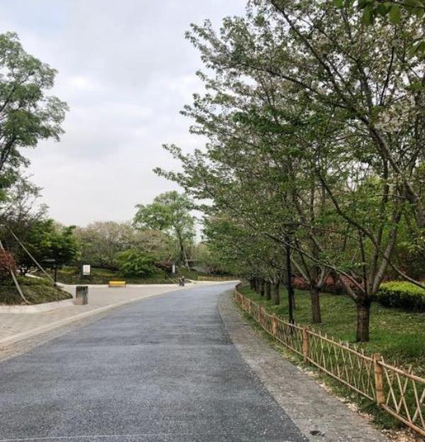 江滨绿廊樱花园
