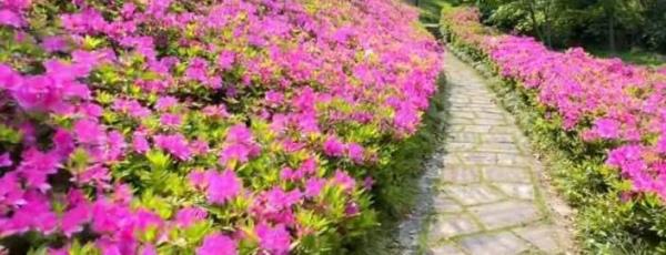 温岭市植物园