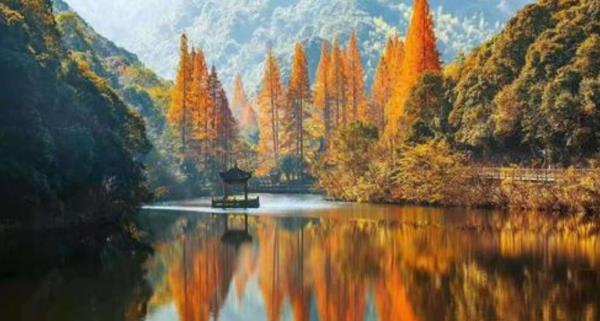 桐坑红杉林