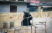 八达岭熊乐园9