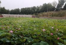 青龙湖公园23