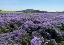 昌平七孔桥花海17