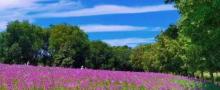 北京国际鲜花港4