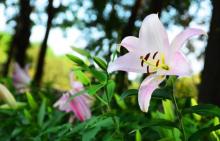 北京国际鲜花港26