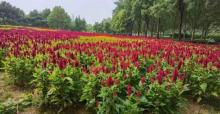北京国际鲜花港6