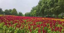 北京国际鲜花港5