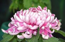 北京国际鲜花港22
