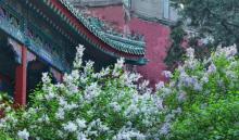 戒台寺26