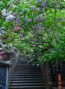 戒台寺27