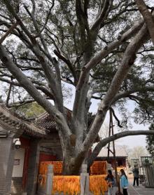 戒台寺5