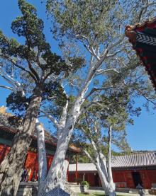 法海寺14