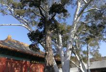 法海寺29