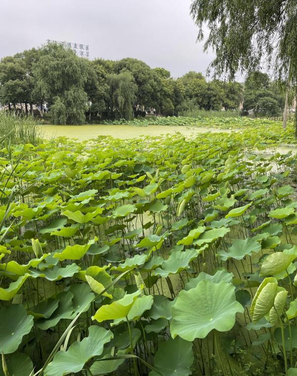 迎宾生态湿地