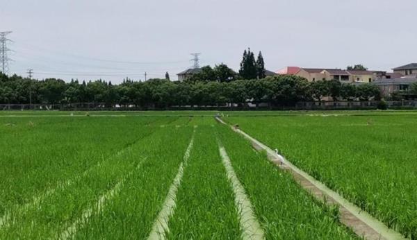 浙江省农科院杨渡基地