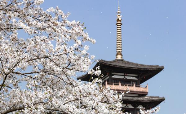 钟埭樱花公园