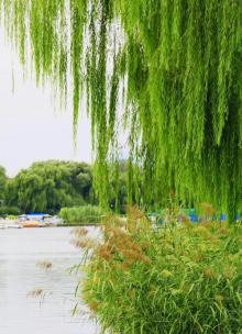 后海公园24