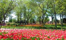 国家植物园(原北京植物园)4